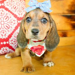 Sassy - Black tan and white female Basset Hound puppy in Antlers, Oklahoma from Rocking H