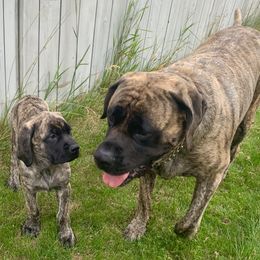 Mastiff Puppies from Eagle Pond Mastiffs