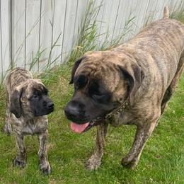 Mastiff Puppies from Eagle Pond Mastiffs