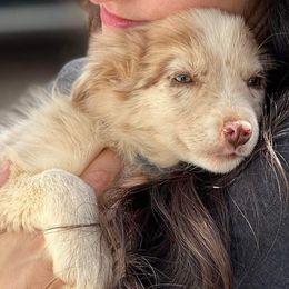 Border Collies from Shade Tree Border Collies