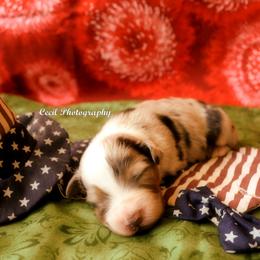 Australian Shepherd Puppies from Dovehawk Australian Shepherds