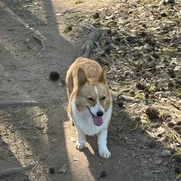 Ziva - Pembroke Welsh Corgi