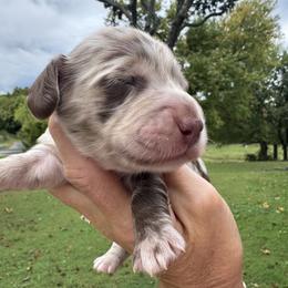 Gatsby - Dapple male Dachshund puppy in Bentonville, Arkansas from Boujee Buns Dachshunds