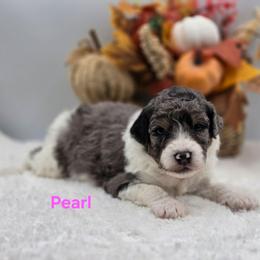 Pearl - Blue merle female Bernedoodle puppy in Summerville, South Carolina from Channys Doodles