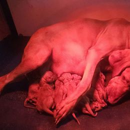 Reka - Golden rust female Vizsla puppy in Mc Donald, Pennsylvania from Rust Creek Vizslas