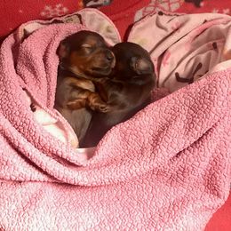 Dachshund Puppies from Hidden Haven Dachshunds
