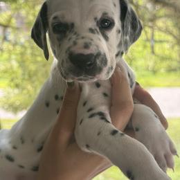 Willow - White and black female Dalmatian puppy in Lehigh Acres, Florida from PupsMansion
