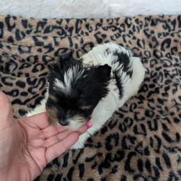 Jack - Parti male Yorkshire Terrier puppy in Gaylesville, Alabama from Sweet Alabama Yorkies