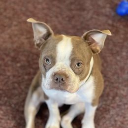 BamBam - Boston Terrier