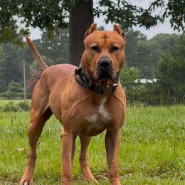 CYPRESS - American Bully