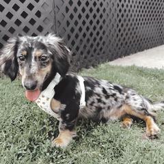 Benji - Dachshund