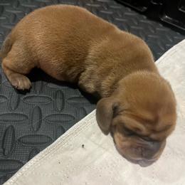 Male Red (Pumpkin) - Red and white male Basset Hound puppy in Oviedo, Florida from Boss Farms
