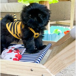 Shih Tzu Puppies from Arizona Sunrise Shih Tzus