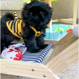 Shih Tzu Puppies from Arizona Sunrise Shih Tzus