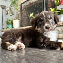 Sage - Red tri-color female Australian Shepherd puppy in Bailey, Colorado from Silverheels Australian shepherds