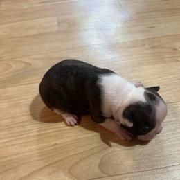 Miracle - Brindle and white female Boston Terrier puppy in Brookville, Ohio from Best Friend Bostons