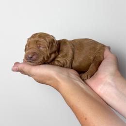 Merlot (maroon collar) - Red  female Goldendoodle puppy in Murrieta, California from Apricot Poodles & Goldendoodles, LLC
