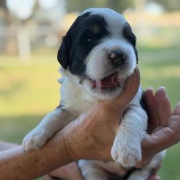 Scrabble - Tri-color male Bernedoodle puppy in El Campo, Texas from Little Fur Friends Bernedoodles