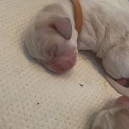 Orange Collar - Lemon and white male Basset Hound puppy in Callao, Virginia from Walk The Line Basset Hounds