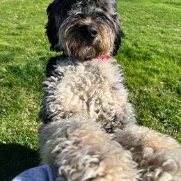 Bernedoodle All Grown Up from Heather's Pups