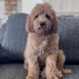 Ewing - Red  male Goldendoodle puppy in St George, Utah from Doodle Bears of Southern Utah