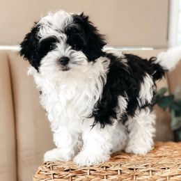 Maltipoos and Poodles from Nelson Creek Farms