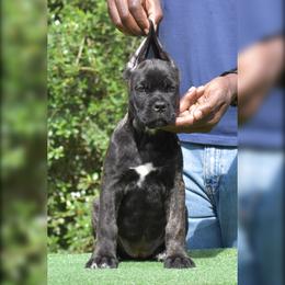 Female 4 - Black brindle female Cane Corso puppy in Willis, Texas from Royal Guardian Cane Corso