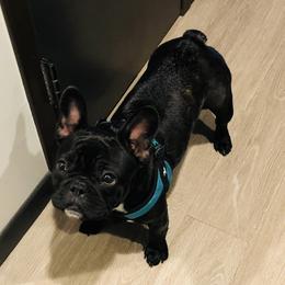 Belle - French Bulldog