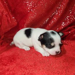 Miley - Black and white female Chihuahua puppy in Attleboro, Massachusetts from Treasured Hearts Chihuahuas