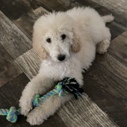 Goldendoodles and Poodles from Lee’s Pups & Cuts