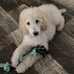 Goldendoodles and Poodles from Lee’s Pups & Cuts