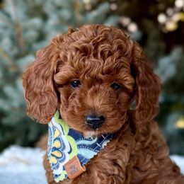 Taffy - Red male Cavapoo puppy in Mona, Utah from Hearts Full of Puppies