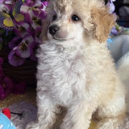 Poodle Puppies from Those Prissy P. Poodles
