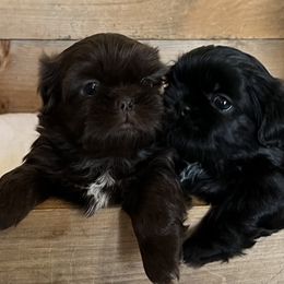 Shih Tzu Puppies from Lil' Darlin' Shih Tzus of the Virginia Blue Ridge