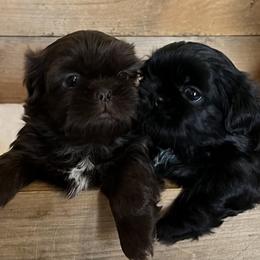 Shih Tzu Puppies from Lil' Darlin' Shih Tzus of the Virginia Blue Ridge