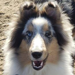 Waffle - Blue merle white and tan female Shetland Sheepdog puppy in Wiggins, Colorado from Enlia Shelties