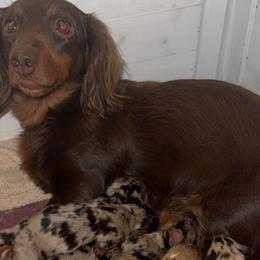 Dachshunds from Tabs Teenie Weenies 🌭