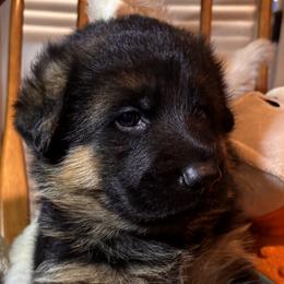 Deacon - Black and red male German Shepherd puppy in Nokesville, Virginia from Blauen Bergen