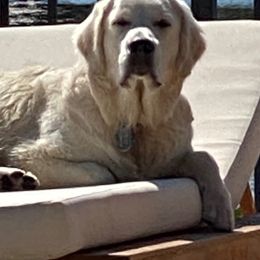 Golden Retrievers from Mystique Golden Retrievers