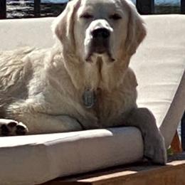 Golden Retrievers from Mystique Golden Retrievers