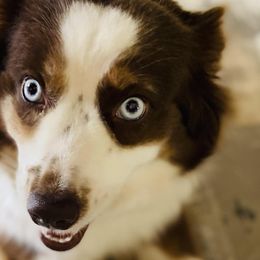 Miniature Australian Shepherds from Caldwell Aussies