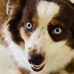 Miniature Australian Shepherds from Caldwell Aussies