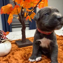 Red collar male - Gray male Cane Corso puppy in St. Augustine, Florida from RG2 Cane Corsos