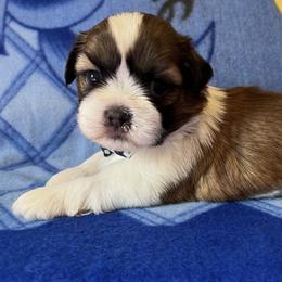 John - Gold and white male Shih Tzu puppy in Hemet, California from Aloha Shih Tzu
