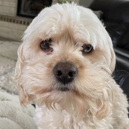 Max - Cockapoo