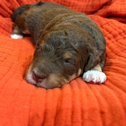 Grace - Brown female Bernedoodle puppy in California from Cam’s Doodlez