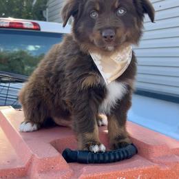 Australian Shepherd and Miniature Australian Shepherd Puppies from Renegade Point Stock Dogs