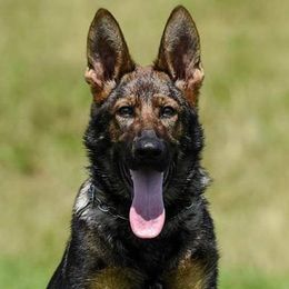 German Shepherds from GS