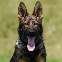 German Shepherds from GS