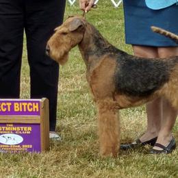 Suri - Airedale Terrier